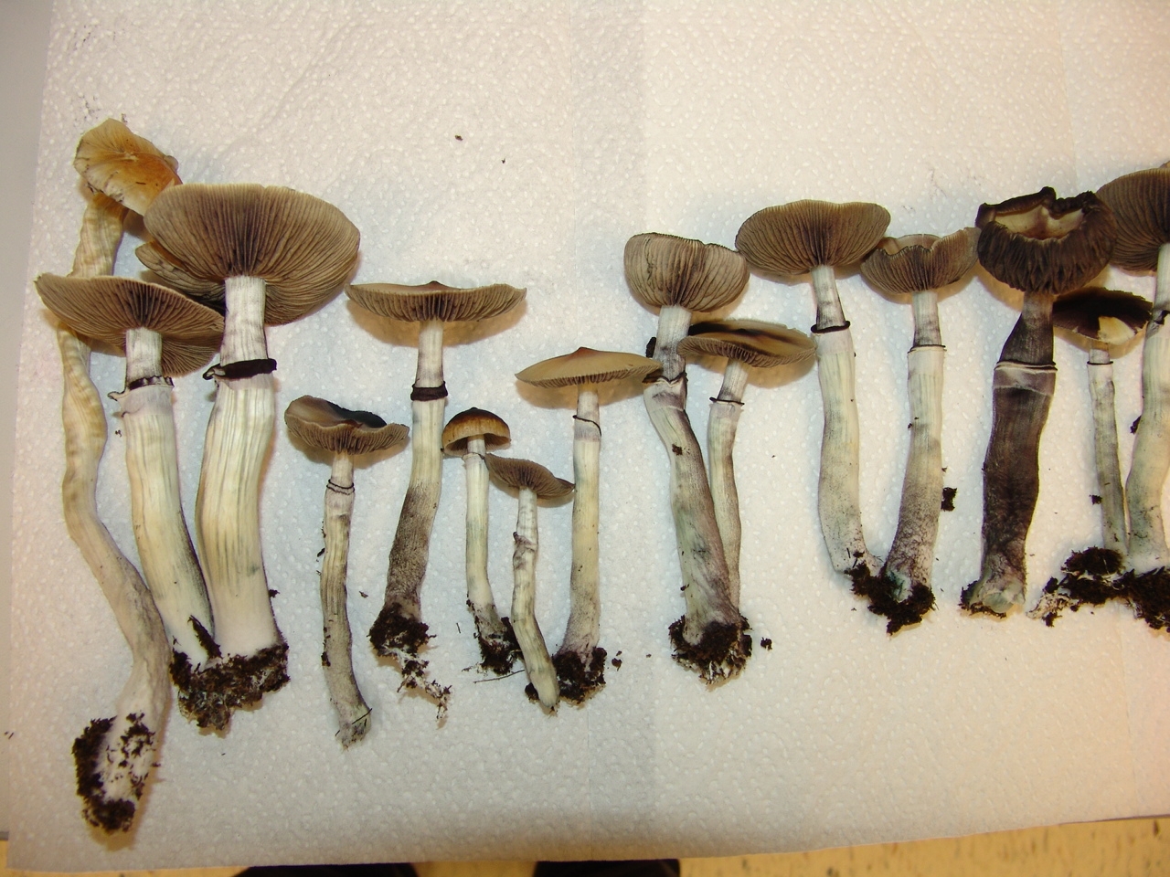 Psychedelic mushrooms lined up on a white background.